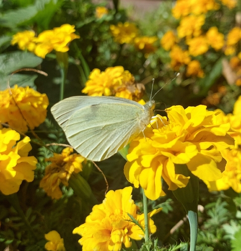 Large White