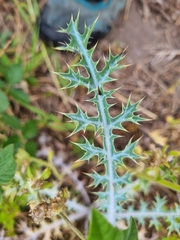 Argemone ochroleuca, photograph (c) Elizabeth Meier, some rights reserved (CC BY)