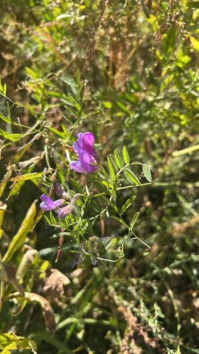 iNaturalist observation photo of American vetch