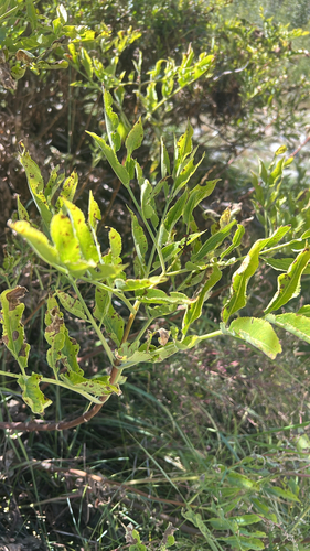 iNaturalist observation photo of elders