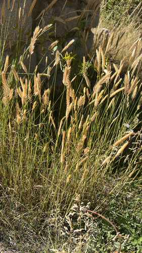 iNaturalist observation photo of Crested Wheatgrass