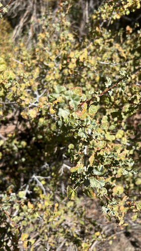 iNaturalist observation photo of wax currant