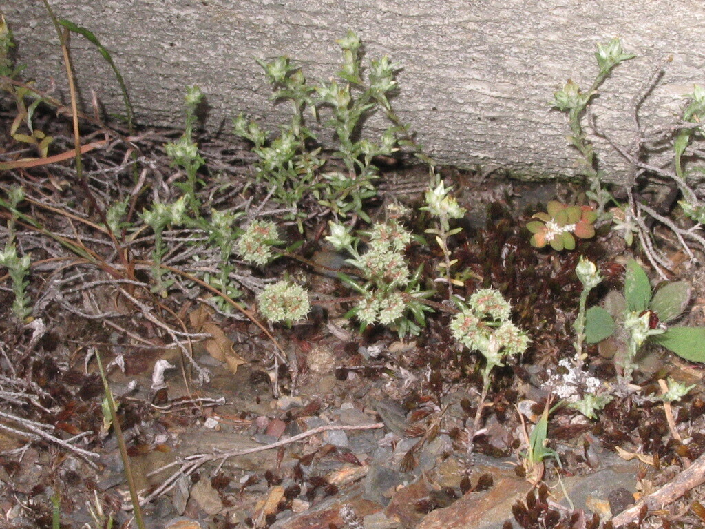 Logfia minima; photograph (c) zebedeugalinha, some rights reserved (CC BY)