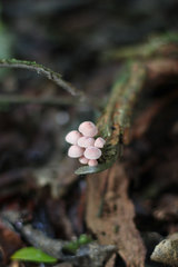 Mycena parsonsii