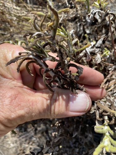 Pseudognaphalium biolettii