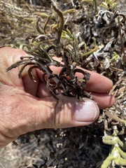 Pseudognaphalium biolettii