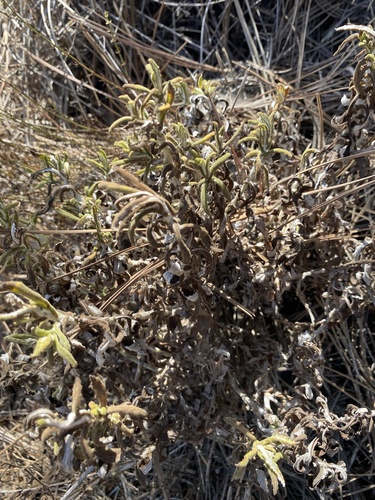 Pseudognaphalium biolettii, photograph 2