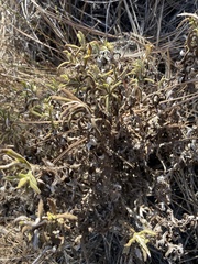 Pseudognaphalium biolettii, photograph author not stated, no rights reserved
