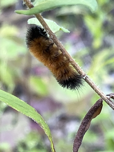 Isabella Tiger Moth