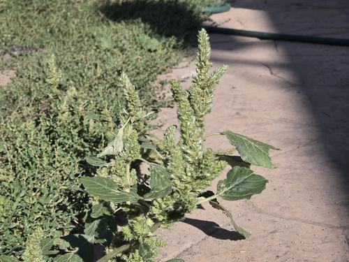 Redroot Amaranth
