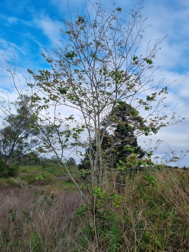Celtis sinensis, photograph 3