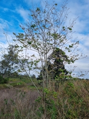 (c) Elizabeth Meier, some rights reserved (CC BY) Celtis sinensis, photograph (c) Elizabeth Meier, some rights reserved (CC BY)
