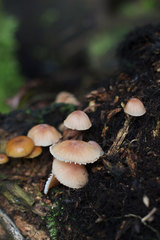 Mycena parsonsii