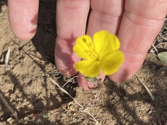Camissoniopsis cheiranthifolia