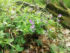 Lathyrus laxiflorus