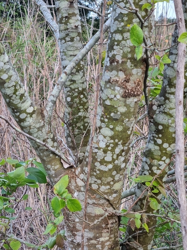 Celtis sinensis, photograph 4