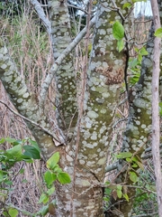 (c) Elizabeth Meier, some rights reserved (CC BY) Celtis sinensis, photograph (c) Elizabeth Meier, some rights reserved (CC BY)