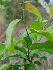 (c) Elizabeth Meier, some rights reserved (CC BY) Celtis sinensis, photograph (c) Elizabeth Meier, some rights reserved (CC BY)