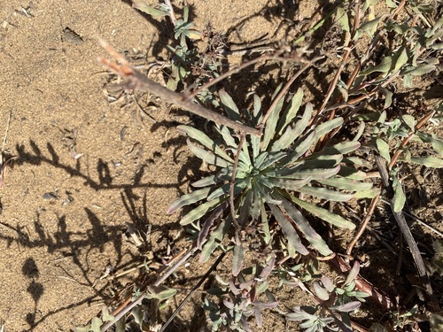 Camissoniopsis cheiranthifolia, photograph 1