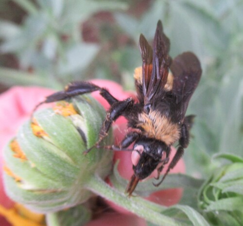 American Bumble Bee