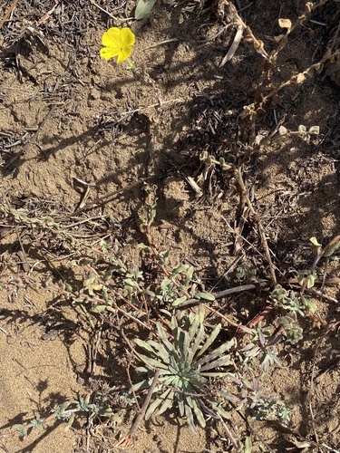 Camissoniopsis cheiranthifolia, photograph 2