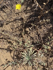 Camissoniopsis cheiranthifolia, photograph author not stated, no rights reserved