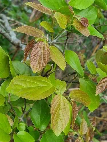 Celtis sinensis, photograph 6