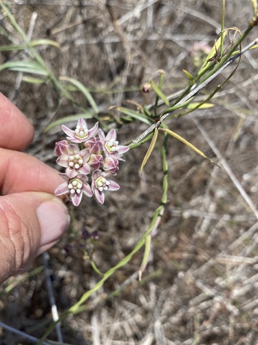 Funastrum heterophyllum, photograph 6