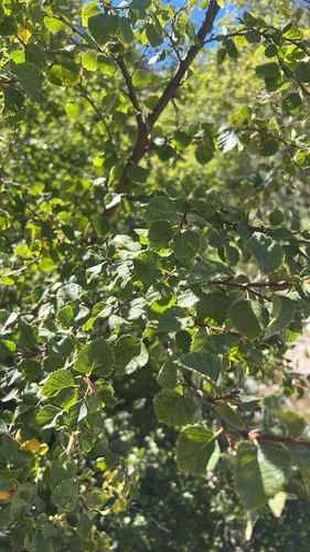 iNaturalist observation photo of water birch