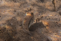 Torquigener squamicauda