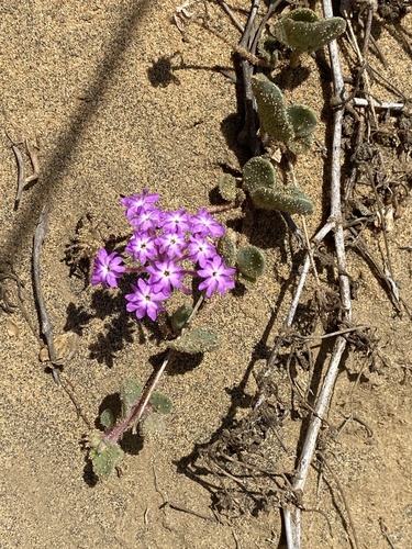 Abronia umbellata, photograph 2