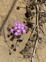 author not stated, no rights reserved Abronia umbellata, photograph author not stated, no rights reserved