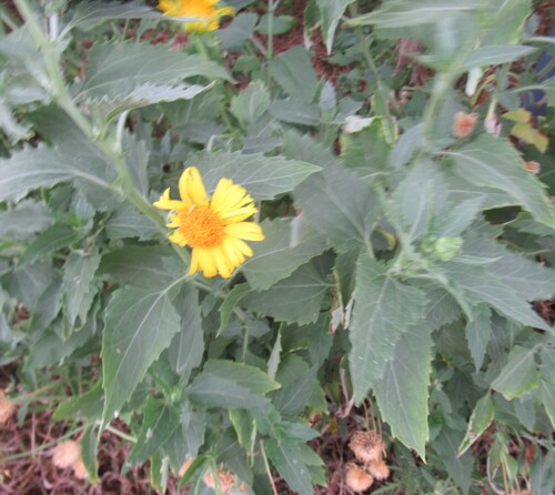 cowpen daisy