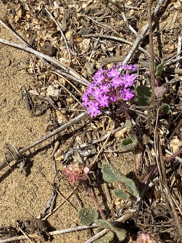 Abronia umbellata, photograph 3