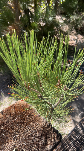 iNaturalist observation photo of pines