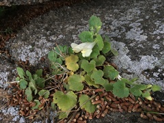 Asarina procumbens