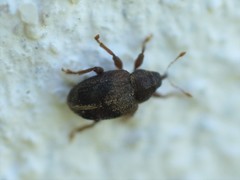 Lignyodes enucleator