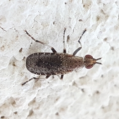 Euthycera cribrata