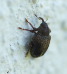 Lignyodes enucleator