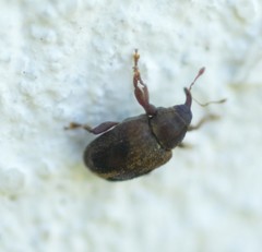 Lignyodes enucleator
