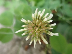 Trifolium repens