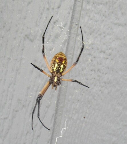 Yellow Garden Spider