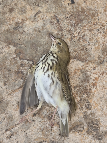 Ovenbird