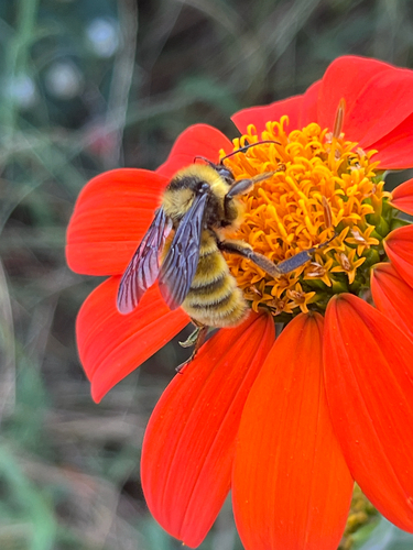 American Bumble Bee