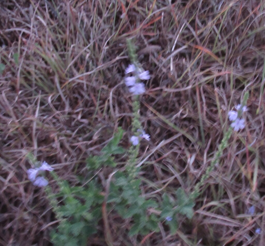 Verbena canescens; photograph (c) Linda Jo Conn, some rights reserved (CC BY)