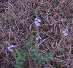 Verbena canescens