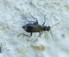 Sphinginus lobatus