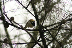 Melithreptus chloropsis