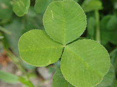 Trifolium repens