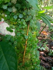 Peperomia serpens